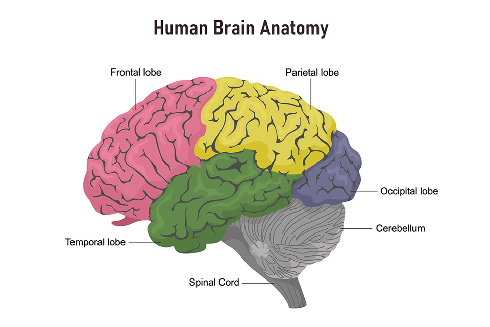 Human Brain