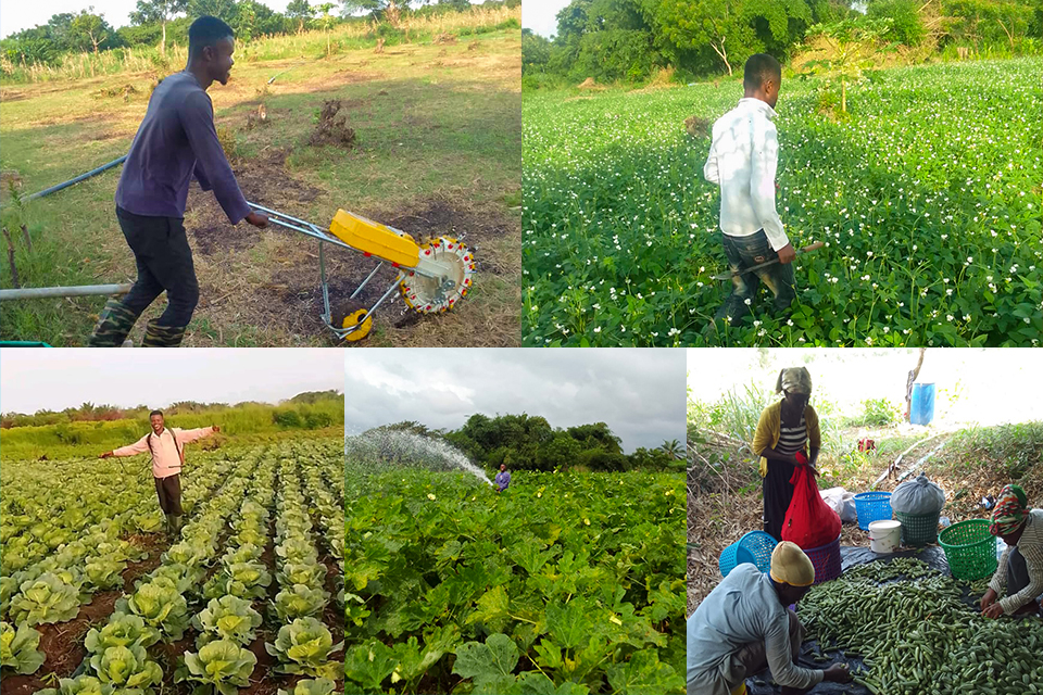 An image illustrating the diverse farming activities in which Samuel Justice Nyarko is involved 